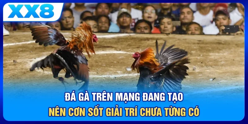 Đá gà trên mạng đang tạo nên cơn sốt giải trí chưa từng có