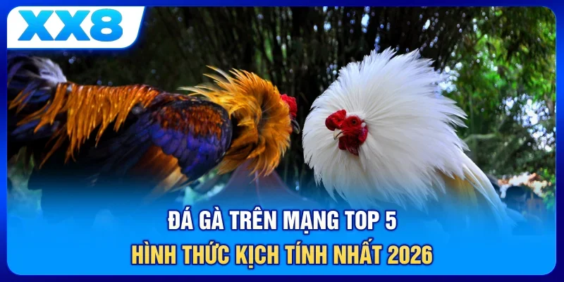 Đá Gà Trên Mạng - Top 5 Hình Thức Kịch Tính Nhất 2026