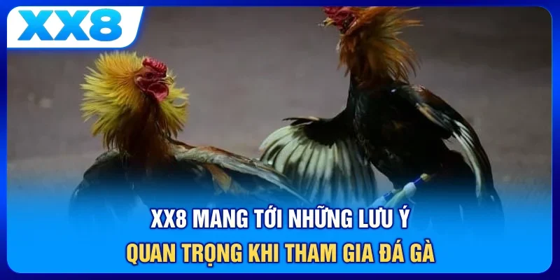 XX8 mang tới những lưu ý quan trọng khi tham gia đá gà